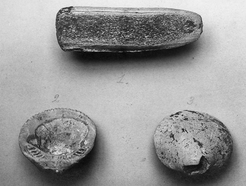 Deux valves de pétoncle