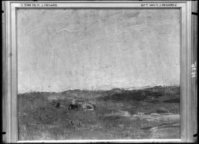 Vaches dans les dunes
