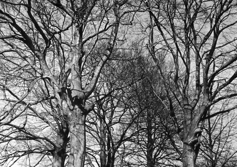 arbre[végétal] / Aspect[Céroux-Mousty]