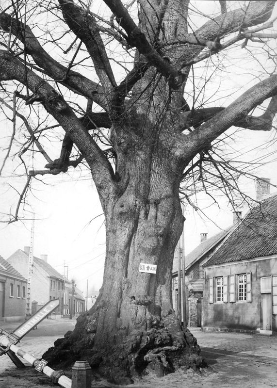 Algemeen gezicht van de Dorpsstraat met beschermde lindeboom (zomerlinde).