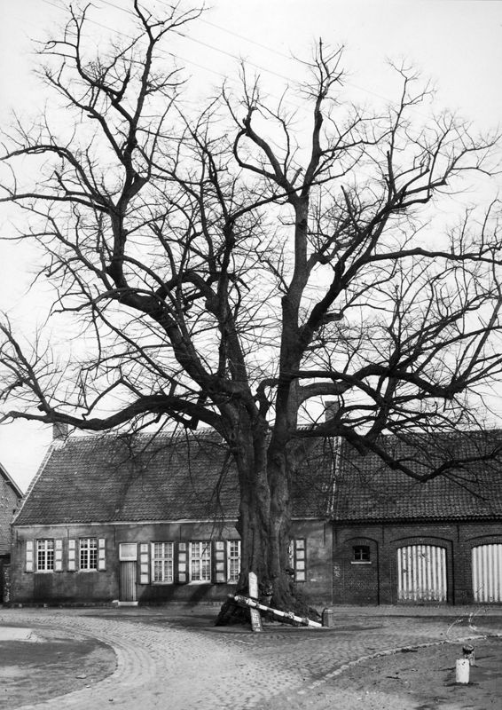 Algemeen gezicht van de Dorpsstraat met beschermde lindeboom (zomerlinde).