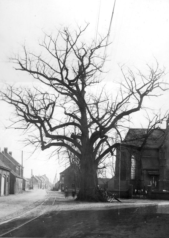Algemeen gezicht van de Dorpsstraat met beschermde lindeboom (zomerlinde).