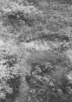 A078059
