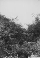 A078066