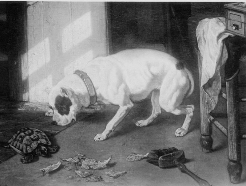 Hond en schildpad