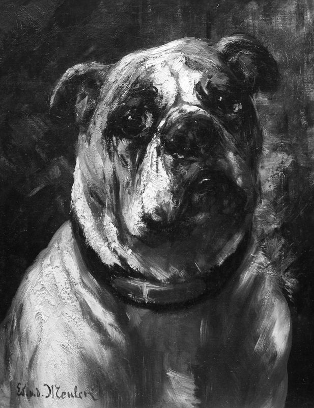 Bull-dog