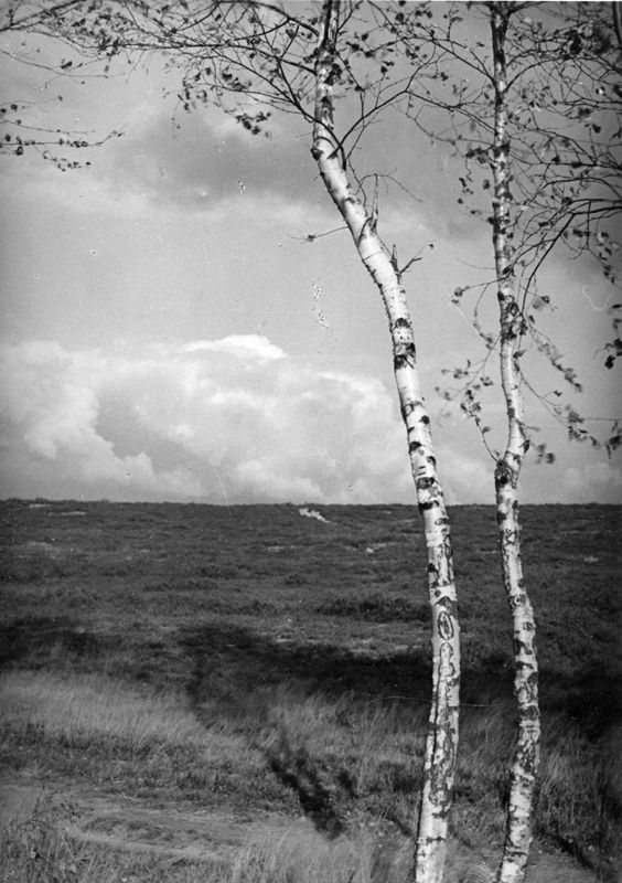 lande de bruyère / Aspect[Zonhoven]