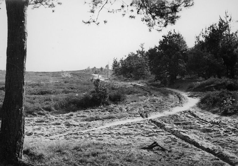 lande de bruyère / Aspect[Zonhoven]