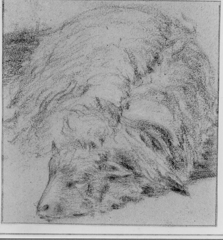 Liggend schaap