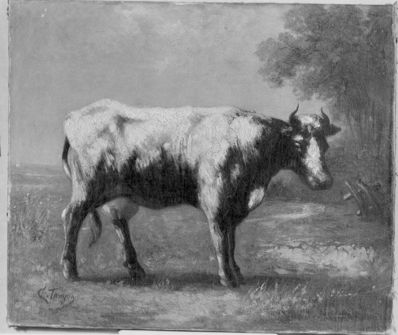 Vache dans une prairie