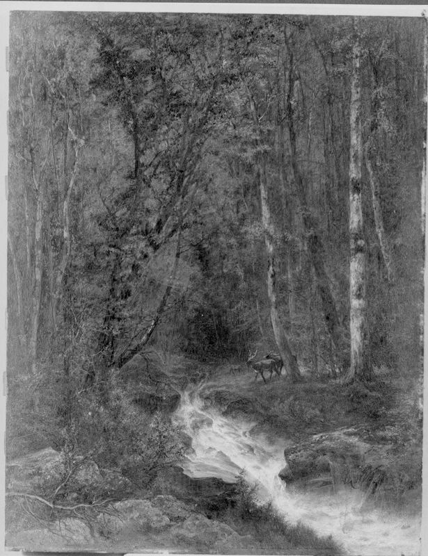 Sous-bois