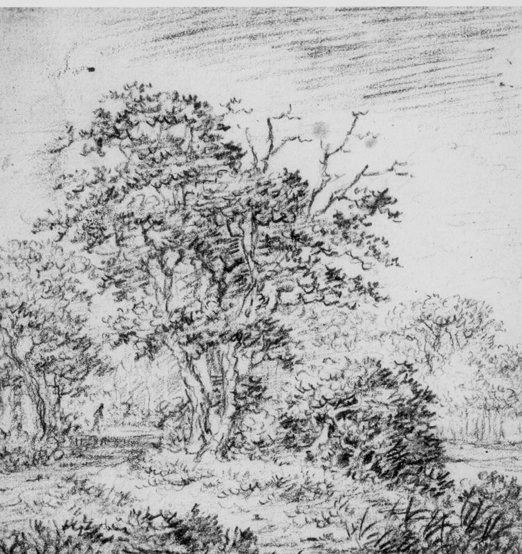 Bomengroep