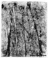 A134517