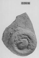 A141646