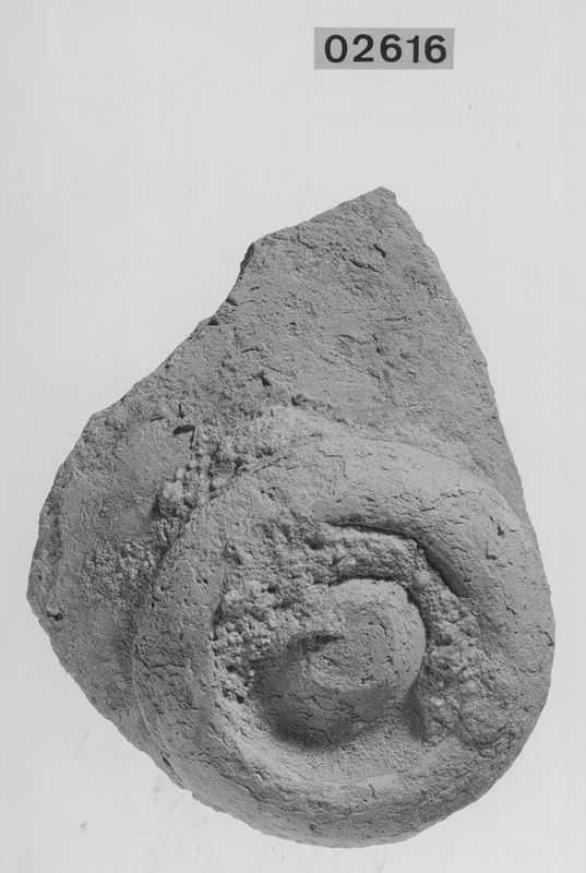 dessous de vase