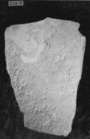 A141648
