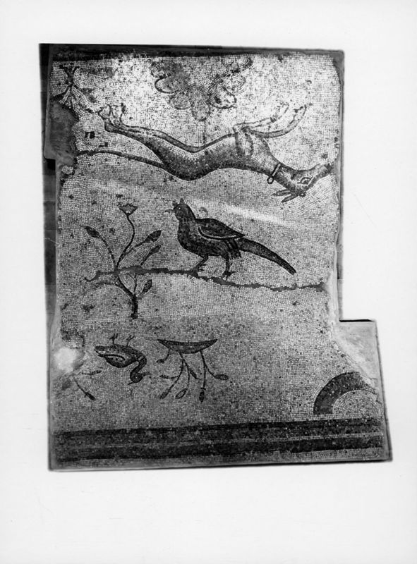 Mosaïques de la Grande Colonnade d'Apamée