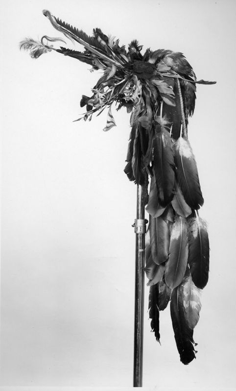 Crow