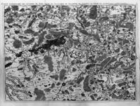 B039816
