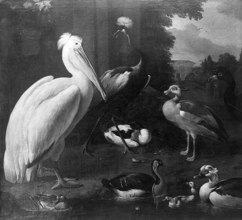 Watergevogelte