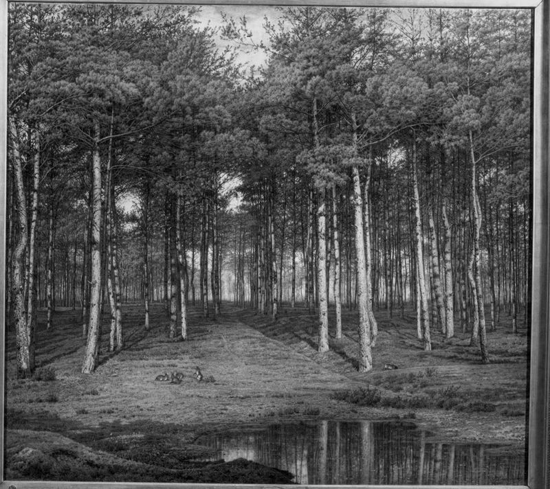 Het sparrenbos