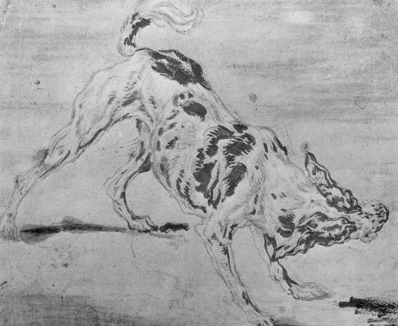 Nijdige hond