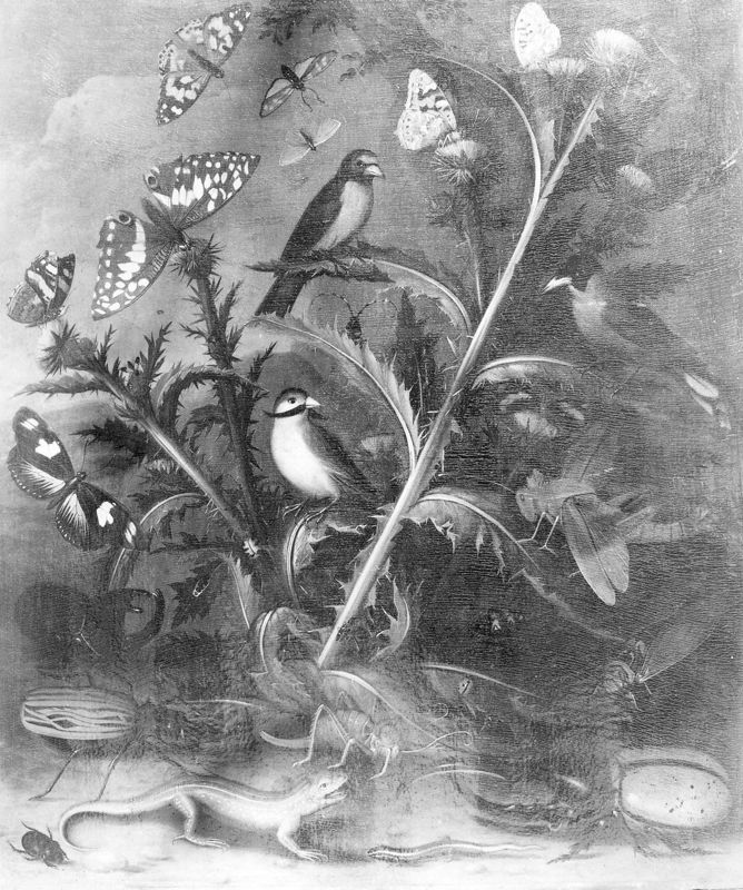 Chardons en fleurs, oiseaux, papillons, lézards