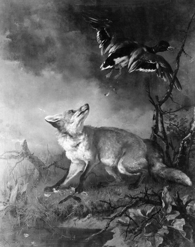 Le renard laissant échapper sa proie