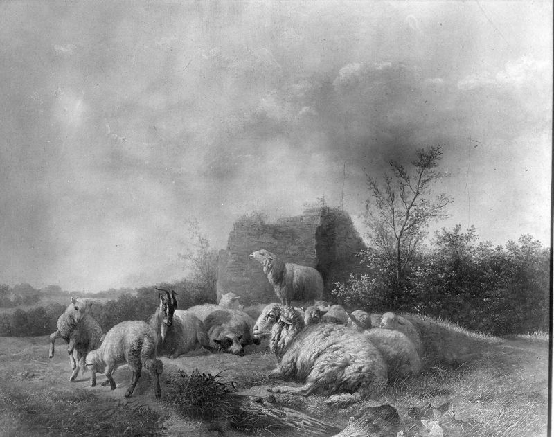 Moutons et chèvres