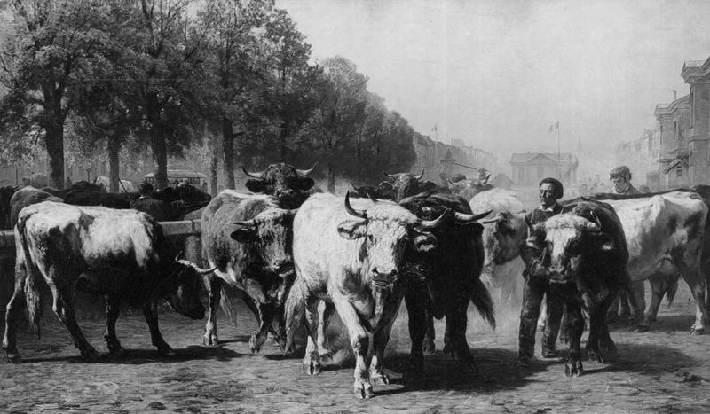 Marché au bétail aux abattoirs de Bruxelles