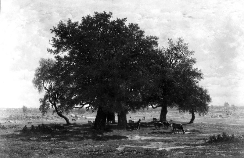Groupes de chênes, Apremont