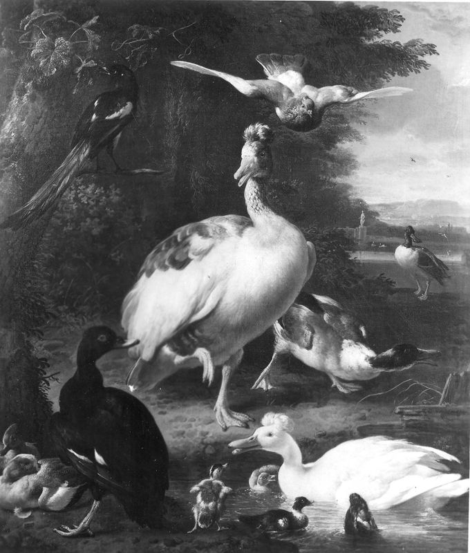 Vogels