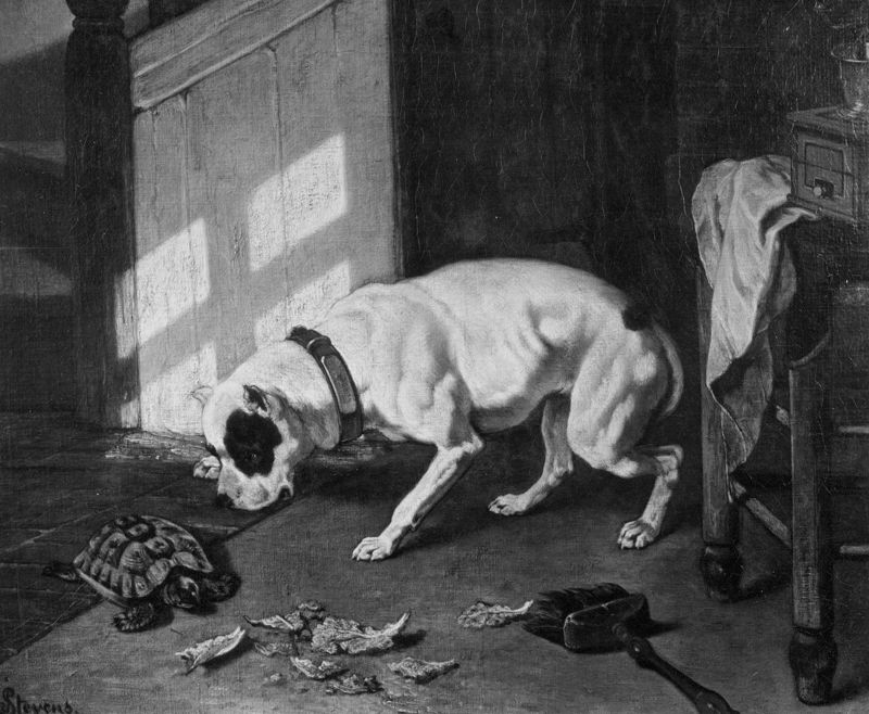 Hond en schildpad