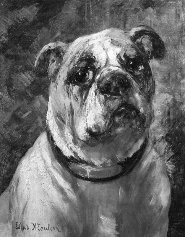 Bull-dog