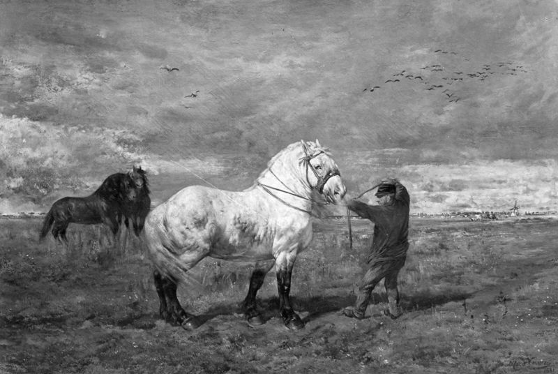L'étalon flamand gris pommelé