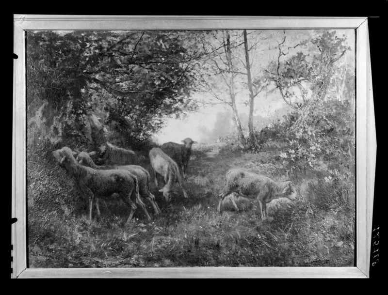 Schapen aan de boskant