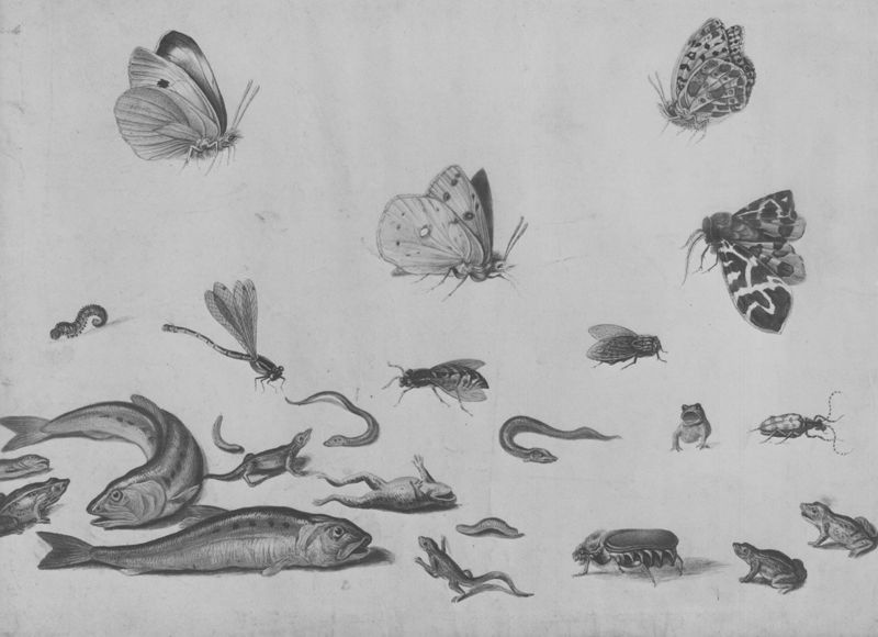 Vlinders, insecten, vissen en kikkers