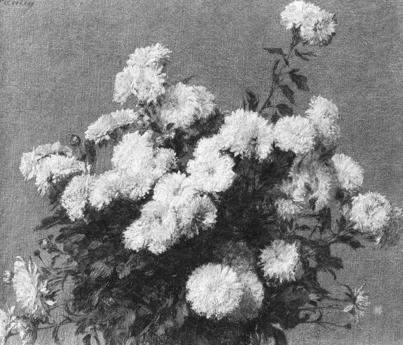 Chrysanthèmes