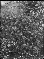B129597