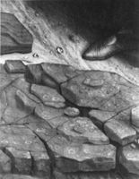B129717
