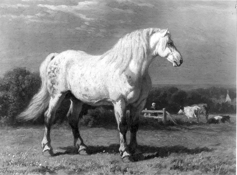 Cheval blanc