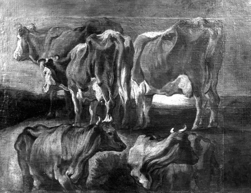 Etudes de vaches
