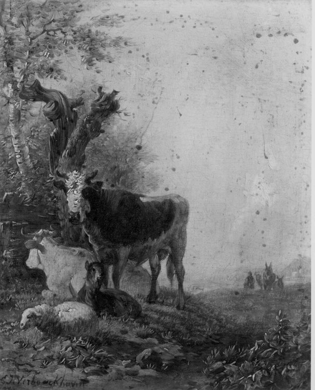 Koeien en schapen