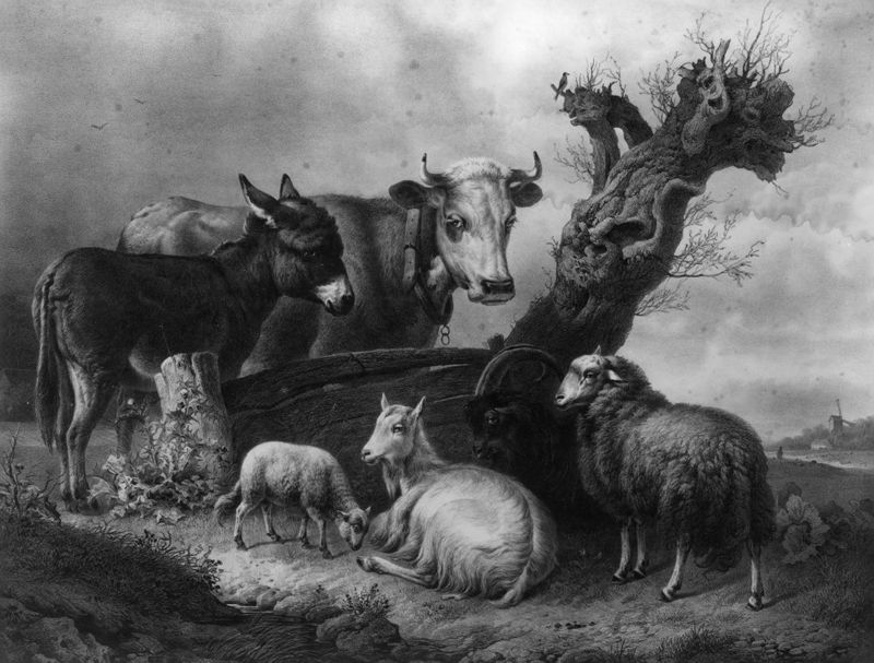Animaux au pâturage - environs de Courtrai