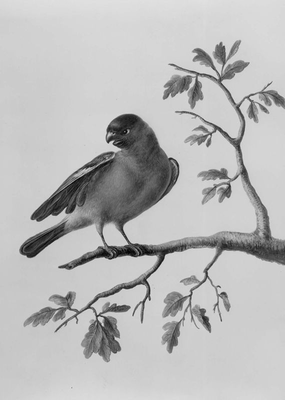 Goudvink
