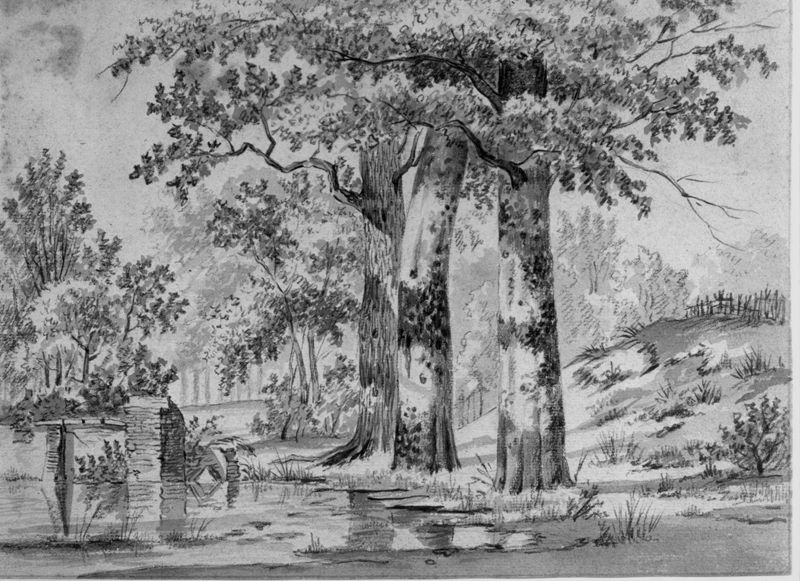 Groepje berkebomen aan water