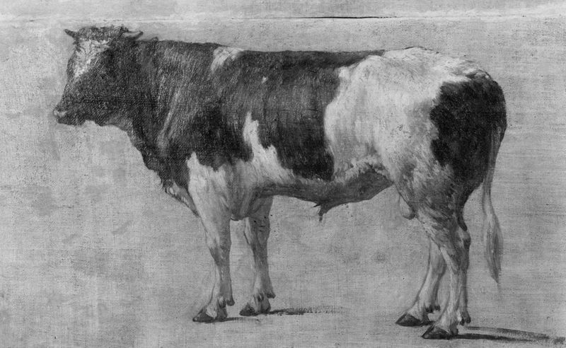 Zes studies naar dieren: Stier