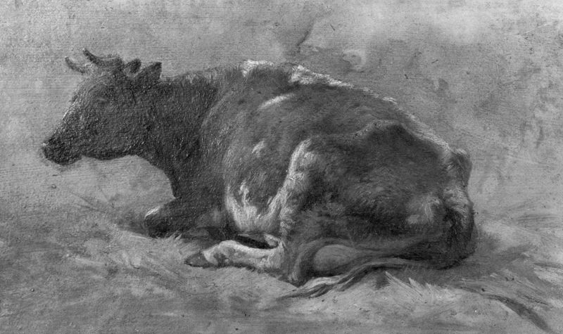 Zes studies naar dieren: Koe