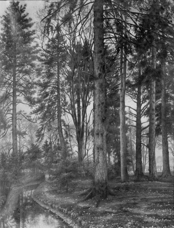 Paysage (sous-bois)