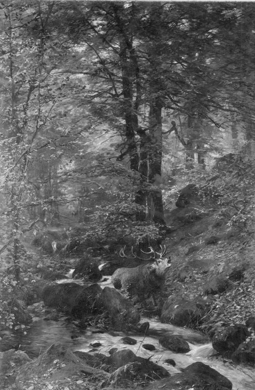 Cerf bramant (cerf aux abois)